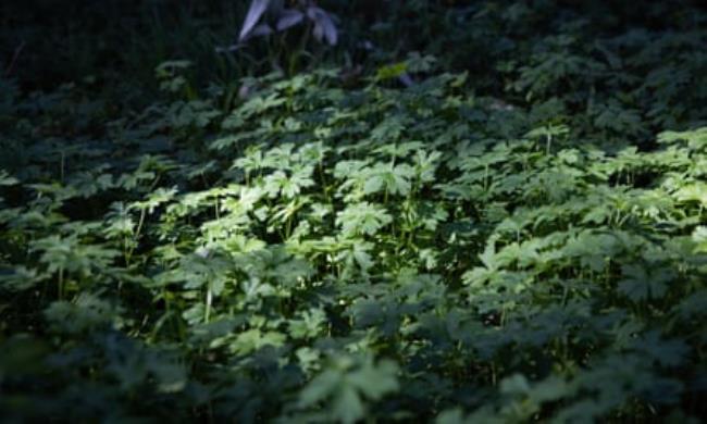  一分钟普及 ”微信群炸金花房卡”；微信炸金花链接在哪里买