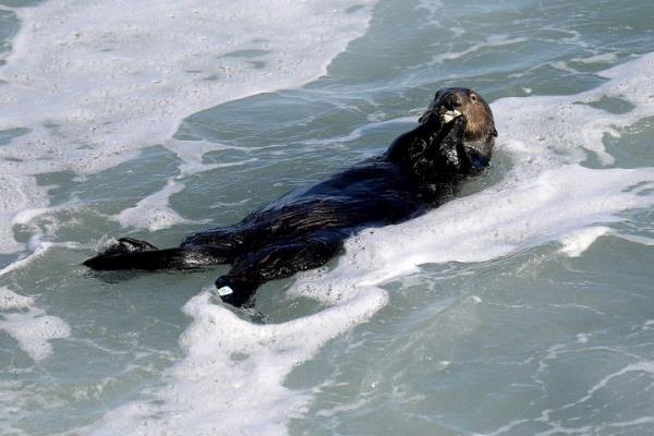 Otter 841 lounges in the Santa Cruz surf in July.